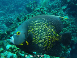 French Angelfish 
Got very close and panned.  Lucked out... by James Smith 